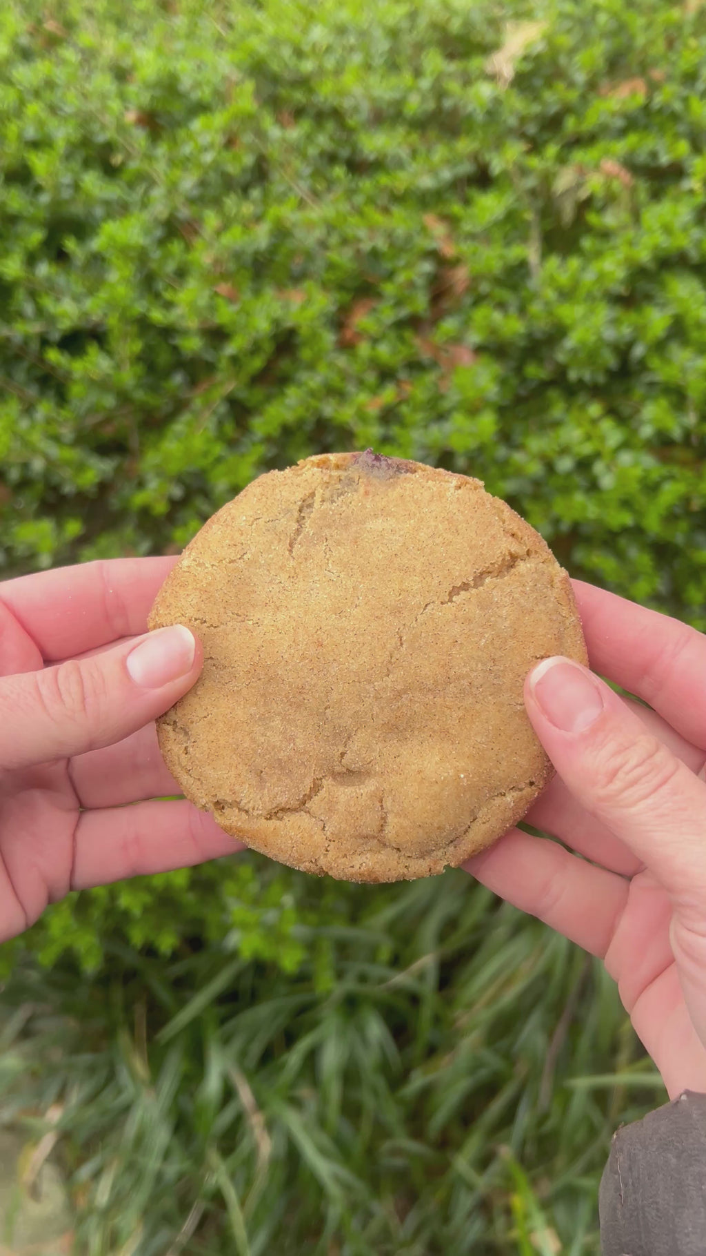 (Pickup only!) Blueberry Cheesecake Stuffed Snickerdoodle
