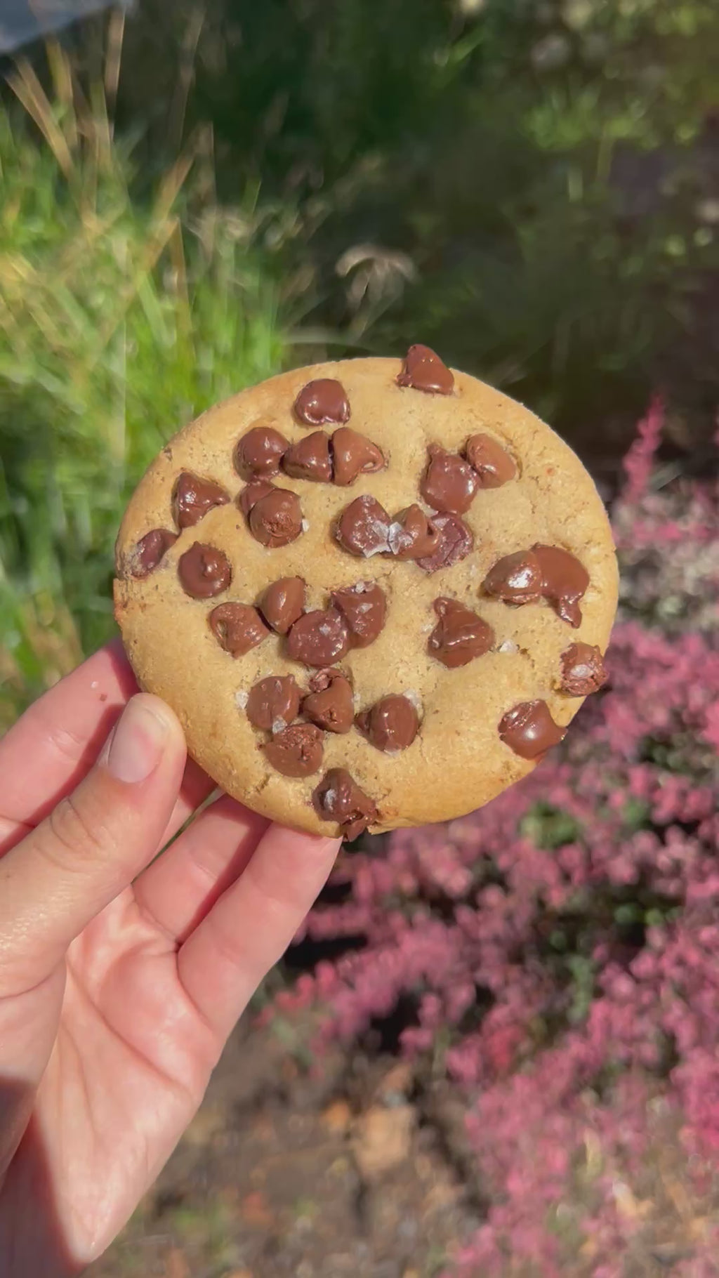 3 Pack Pre-Order Cookies for Week of 11/17