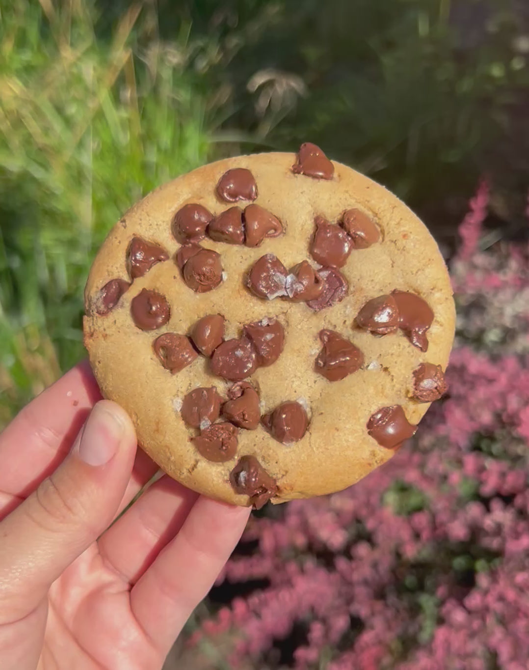 6 Pack Cookies Pre-Order for week of 11/17-11/23