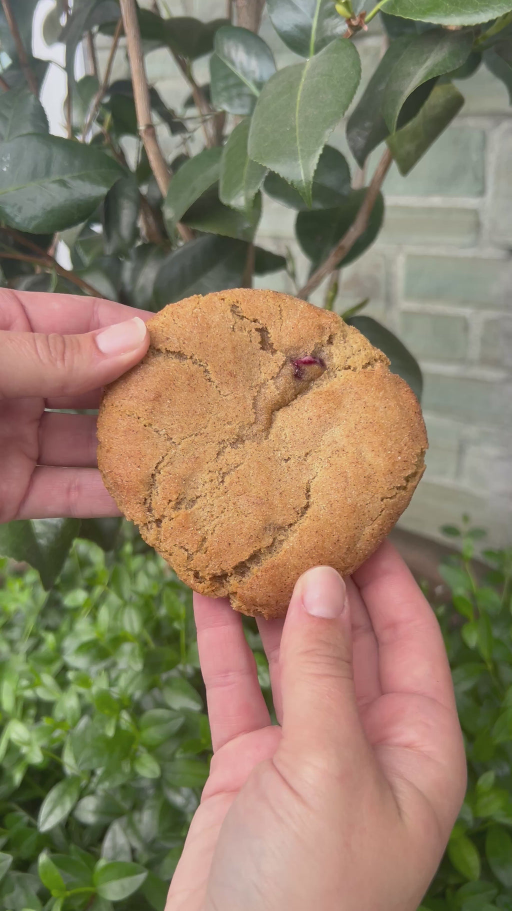 (Pickup only!) Blueberry Cheesecake Stuffed Snickerdoodle